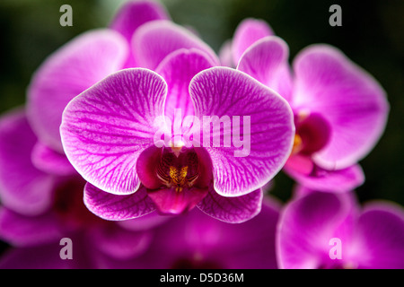 Pink Phalaenopsis Orchidee aus nächster Nähe Stockfoto