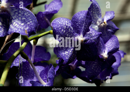 Phalaenopsis Orchidee blaue Blumen Moth Orchids Stockfoto