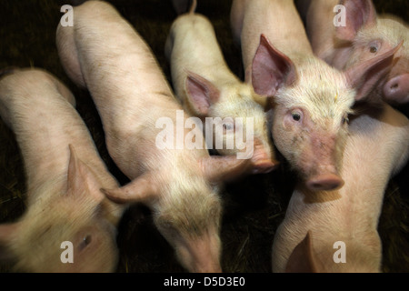 Strahlende Dorf drängen sich Deutschland, Biofleischproduktion, Ferkel als nächstes zueinander Stockfoto