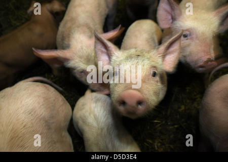 Strahlende Dorf drängen sich Deutschland, Biofleischproduktion, Ferkel als nächstes zueinander Stockfoto