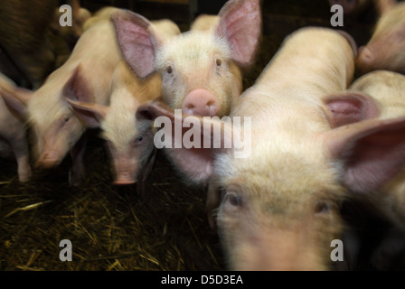 Strahlende Dorf, Deutschland, Biofleischproduktion, Ferkel in einem Kugelschreiber Stockfoto