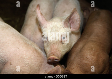 Strahlende Dorf, Deutschland, Biofleischproduktion, Ferkel in einem Kugelschreiber Stockfoto