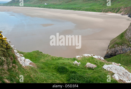 Wales, Gower Halbinsel, Rhossili Bucht, Strand, Felsen, Schafe Stockfoto