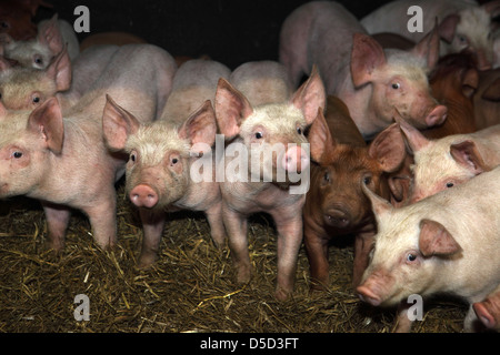 Strahlende Dorf, Deutschland, Biofleischproduktion, Ferkel in einem Kugelschreiber Stockfoto