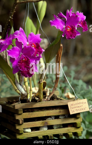 Cattleya kulminante ‘La Tuilerie’ Orchideenblüten, die in hängendem Korb Cattleya Orchidee wachsen Stockfoto