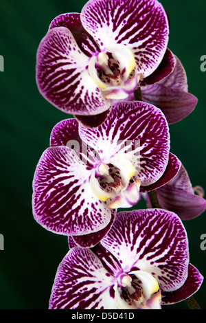 Drei Phalaenopsis Orchidee Nahaufnahme Blumen, Motte Orchidee phalaenopsis Blume Stockfoto
