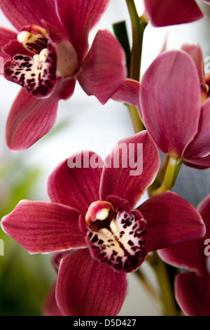 Phalaenopsis Orchideenmottenblüten, Blütenblätter, blühend Stockfoto
