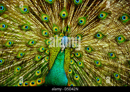 Porträt von Pfau mit Federn Stockfoto