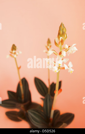 Blume des Ludisia Orchidee auf rotem Hintergrund, selektiven Fokus Stockfoto