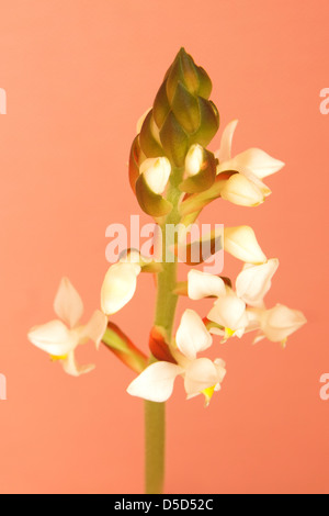 Blume des Ludisia Orchidee auf rotem Grund. Stockfoto