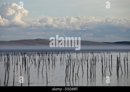 Beiträge markieren Austernbänke im Wasser in der Bucht von Arcachon mit Dünen Pyla im Hintergrund an Lège-Cap-Ferret, Frankreich Stockfoto