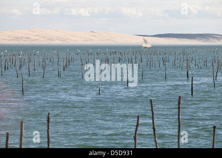 Eine Yacht segelt historische Beiträge markieren Austernbänke im Wasser in der Bucht von Arcachon mit Dünen Pyla im Hintergrund am Cap-Ferret Stockfoto