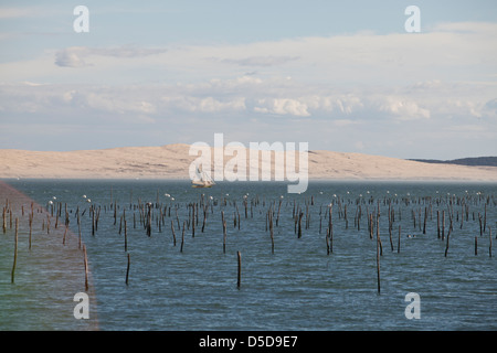 Eine Yacht segelt historische Beiträge markieren Austernbänke im Wasser in der Bucht von Arcachon mit Dünen Pyla im Hintergrund am Cap-Ferret Stockfoto