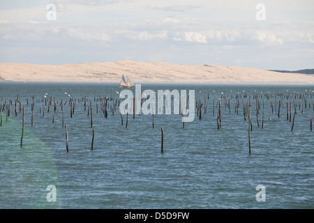 Eine Yacht segelt historische Beiträge markieren Austernbänke im Wasser in der Bucht von Arcachon mit Dünen Pyla im Hintergrund am Cap-Ferret Stockfoto