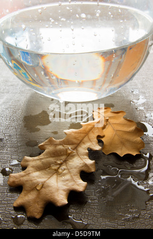 Trockenes Eichenlaub auf nassem Untergrund. Herbst-Konzept. Stockfoto