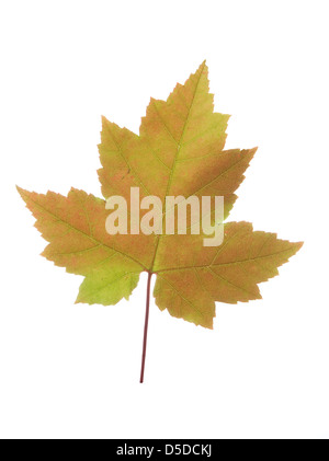 große farbige Ahornblatt auf weißem Hintergrund Stockfoto