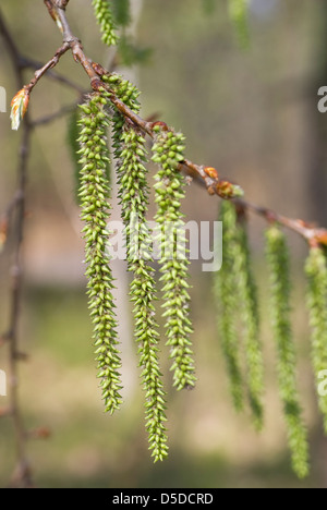 Nahaufnahme der Kätzchen auf einem Baum im Frühling Stockfoto