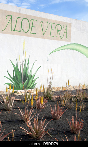 La Oliva, Spanien, Feld mit blühenden Aloe-Vera-Pflanzen auf der Kanarischen Insel Fuerteventura Stockfoto