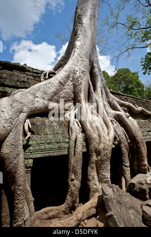 Seide – Baumwolle Baumwurzeln. Ta Prohm Tempel. Angkor. Kambodscha Stockfoto