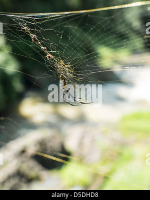 Golden Orb-Seidenweberin im Netz mit Beute Stockfoto