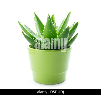 Aloe Vera in Topf isoliert auf weißem Hintergrund Stockfoto