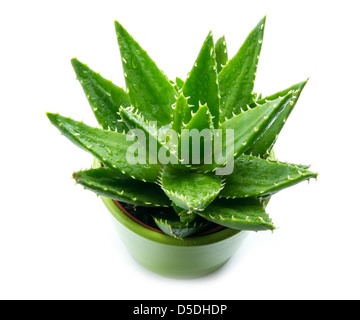 Aloe Vera mit Wasser Tropfen isolierten auf weißen Hintergrund Stockfoto