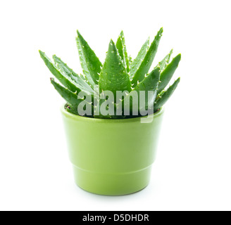 Aloe Vera mit Wasser Tropfen isolierten auf weißen Hintergrund Stockfoto