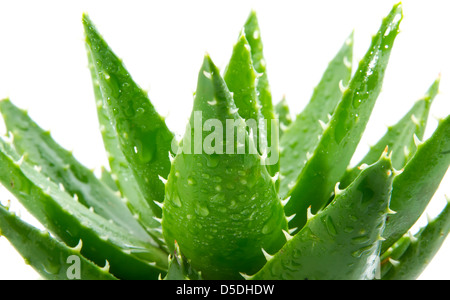 Aloe Vera mit Wasser Tropfen isolierten auf weißen Hintergrund Stockfoto