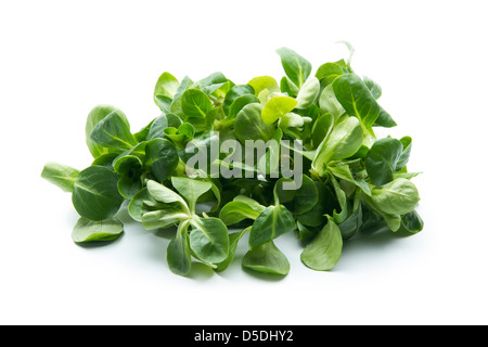 Feldsalat, Feldsalat isoliert auf weißem Hintergrund Stockfoto