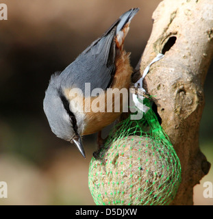 Detaillierte Nahaufnahme von einem Europäer Kleiber (Sitta Europaea) Essen von einem dicken Ball im winter Stockfoto