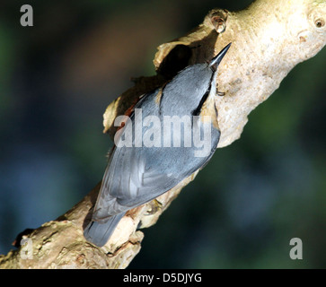 Detaillierte Nahaufnahme von einem europäischen Kleiber (Sitta Europaea) Stockfoto