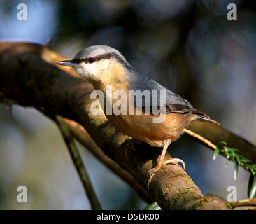 Detaillierte Nahaufnahme von einer Warnung europäischer Kleiber (Sitta Europaea) Stockfoto