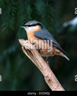 Detaillierte Nahaufnahme von einem europäischen Kleiber (Sitta Europaea) Stockfoto