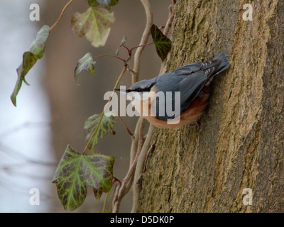 Ein Alarm europäische Kleiber (Sitta Europaea), Klettern nach oben und unten einen Baumstamm in Nahaufnahme Stockfoto