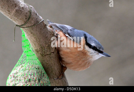 Europäische Kleiber (Sitta Europaea) Fütterung aus einem dicken Ball im winter Stockfoto