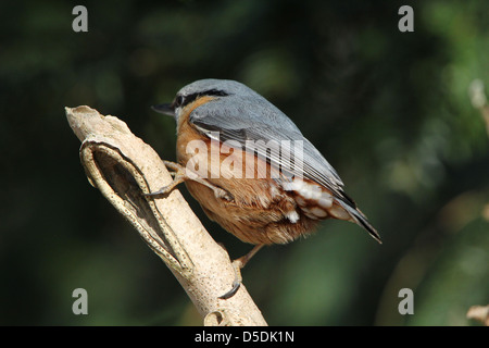 Temperamentvolle europäischer Kleiber (Sitta Europaea) Stockfoto