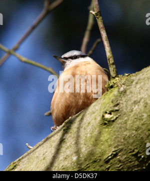 Europäische Kleiber (Sitta Europaea) Stockfoto