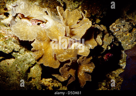 Kohl Leder Coral Sinularia Dura, Indo-Pazifischer Ozean Stockfoto