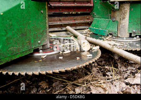 Luckau, Deutschland, Ernte einer Pappel-Plantage in der Nähe der shredder Stockfoto