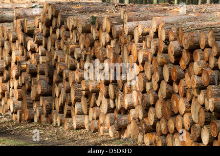 Gefälltem Holz gestapelt durch einen Waldweg bereit für Sammlung und Transport in die Holz-Mühle Stockfoto