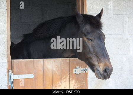 Dunkle Bucht Pferd im Stall dösen Stockfoto
