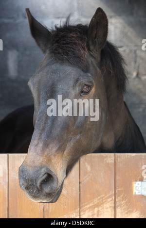 Dunkle Bucht Pferd im Stall Stockfoto