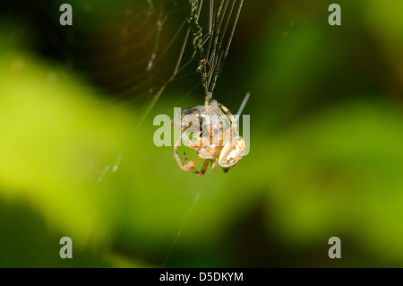 Eine Makroaufnahme einer Spinne eine Fliege in einem Kokon zu wickeln. Stockfoto