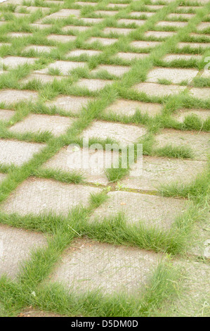 Der Rasen, die durch die Risse in Betonplatten gekeimt hat Stockfoto