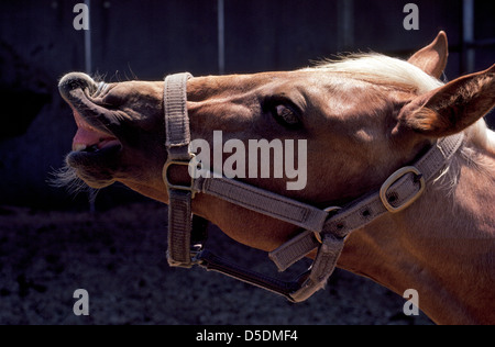 Ein Palomino-Pferd zieht wieder seine Lippen um zu zeigen, seine Zähne und Zahnfleisch in einem glücklichen Lächeln in Kalifornien, USA. Stockfoto