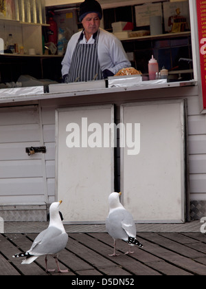 Zwei Möwen warten durch ein Curry auf Brighton Pier Stall gefüttert zu werden. Stockfoto