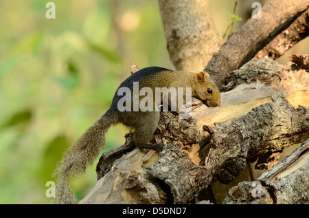 schöne Palla Eichhörnchen (Callosciurus Erythraeus) im Huay Kha Khaeng Wildlife Sanctuary, Thaland Stockfoto