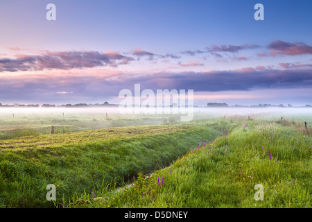 Sommer nebliger Morgen Sonnenaufgang über Wiesen, Drenthe Stockfoto