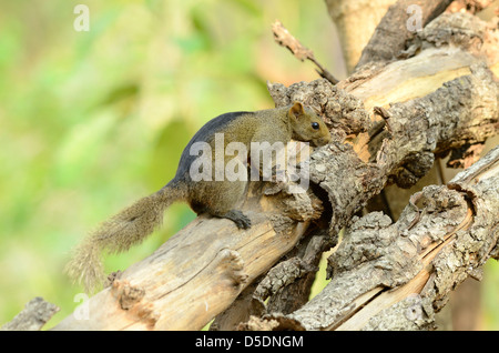 schöne Palla Eichhörnchen (Callosciurus Erythraeus) im Huay Kha Khaeng Wildlife Sanctuary, Thaland Stockfoto