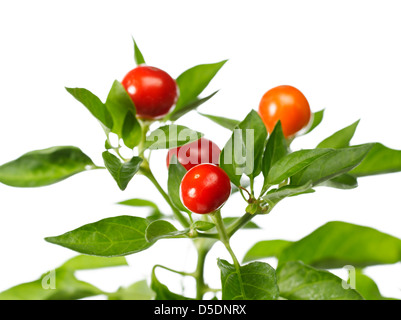 Red cherry Pflanze mit Blättern Stockfoto